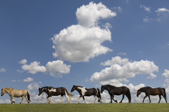 Equine Osteopathy in Henley osteopathy