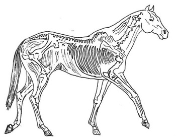 Osteopathy Osteopathy